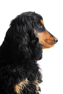 英國(guó)可卡犬幼犬