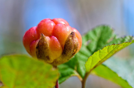 夏季莓特寫。新鮮的野生水果