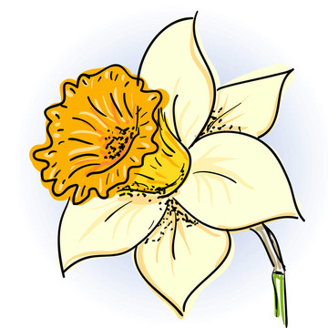 水仙（Narcissus）