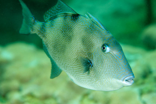 在珊瑚礁灰熱帶魚游泳。
