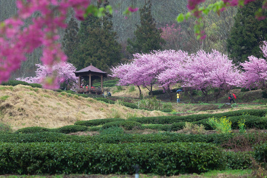 櫻花盛開(kāi)