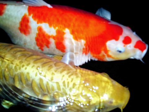 在對錦鯉和金魚