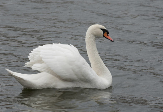 Mute Swan（Cygnus olor）。