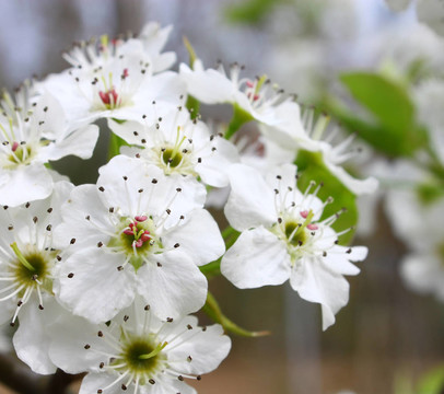 一種觀賞梨樹(shù)開(kāi)花與文本間宏觀特寫(xiě)。