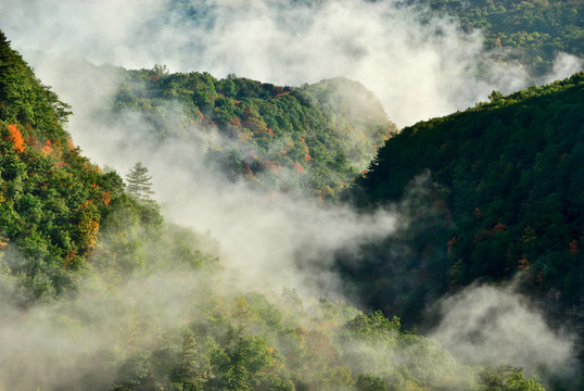霧在Hills