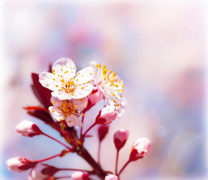 春天開花的果樹