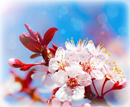 春天開花的樹