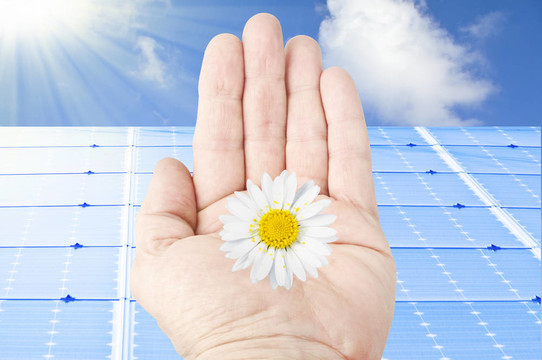 手與雛菊花和太陽能電池板