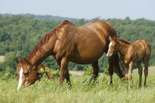 小馬駒和傳種母馬