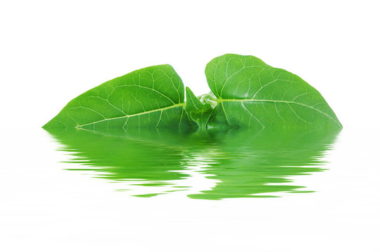紫茉莉葉上的白色背景