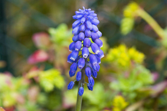 花園里的紫羅蘭花