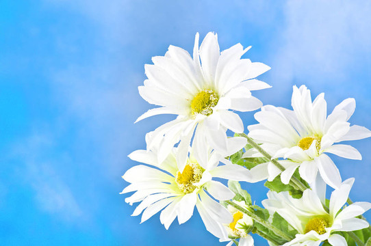 在藍(lán)色天空的雛菊
