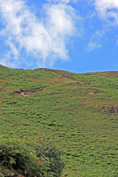 Catbells