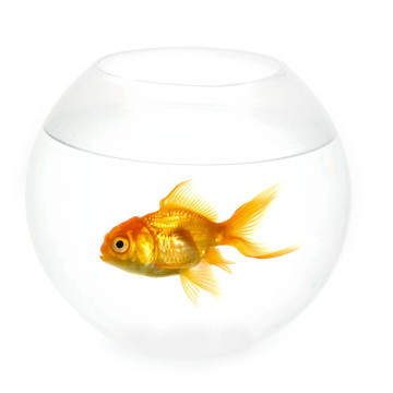 金魚在碗里