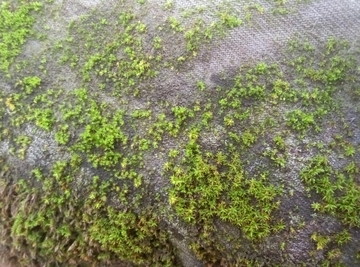 青苔底紋