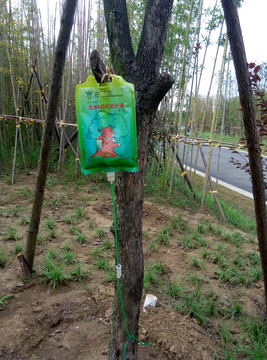 大樹吊針液