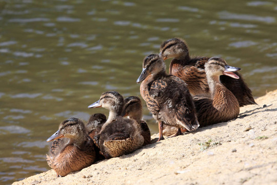 鳧雛（Anas platyrhynchos）