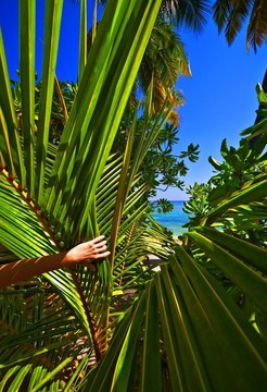 熱帶海景在海洋島；馬爾代夫；印度洋