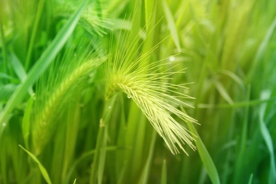 小麥