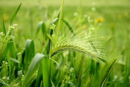 小麥