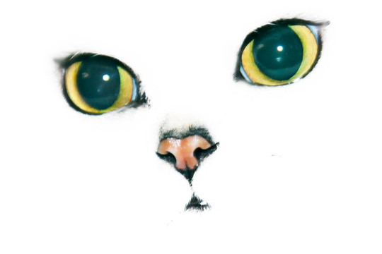 貓