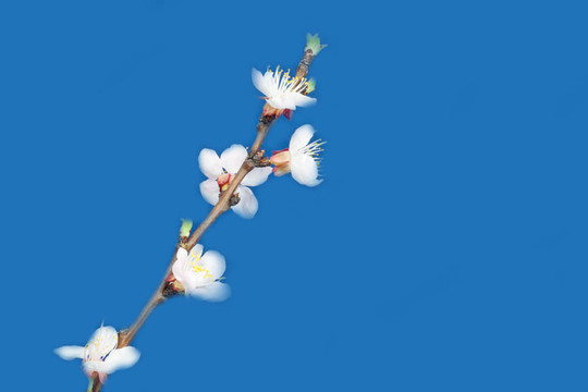 藍色背景上的蘋果花