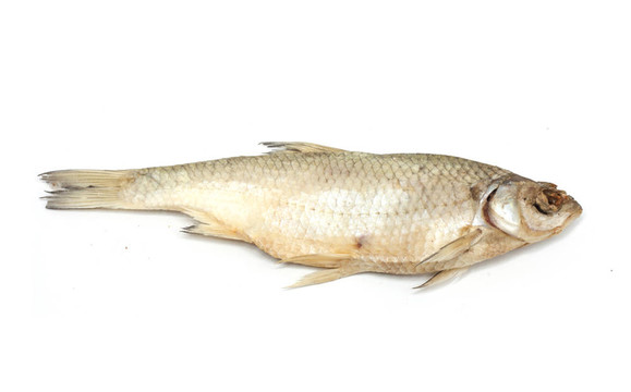 白底干魚