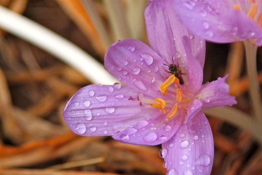 秋番紅花