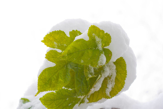 秋天時(shí)間：白雪上的黃葉