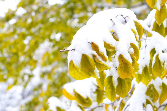 秋天時間：白雪上的黃葉