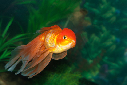 金獅頭金魚在魚缸