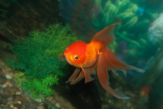 金獅頭金魚在魚缸