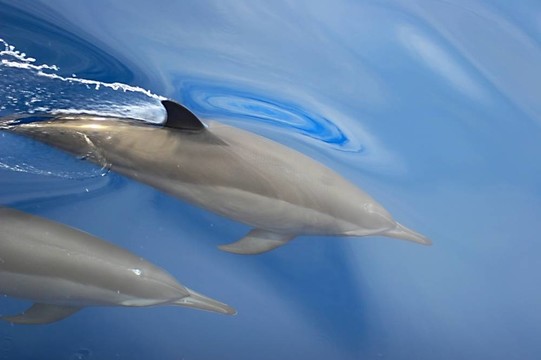 海豚