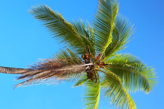 Palmtree和藍(lán)天