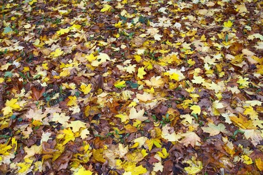 秋天公園里美麗的金黃楓葉