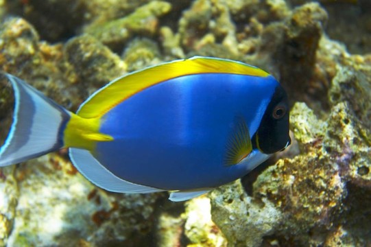 藍(lán)色的魚