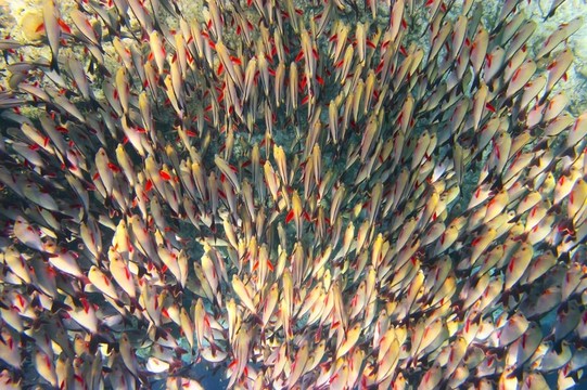魚(yú)