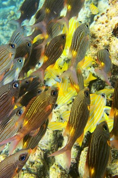 魚