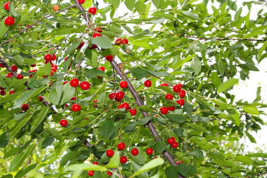 花園里有成熟櫻桃的櫻桃樹(shù)。