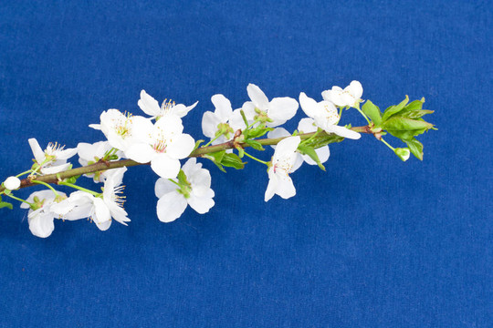 藍(lán)色背景上的蘋果花