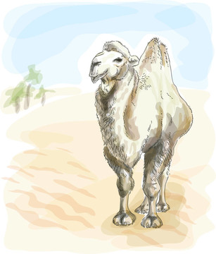 Camel Bactrian。水彩畫風(fēng)格。