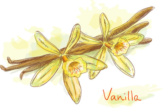 干莢Flower vanilla。