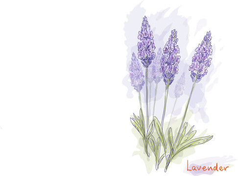薰衣草的花（Lavandula）。