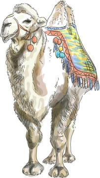Camel Bactrian。水彩畫風格。