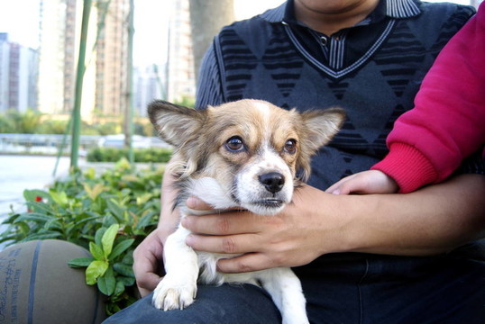 狗