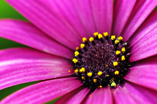 紫色的Daisy Flower