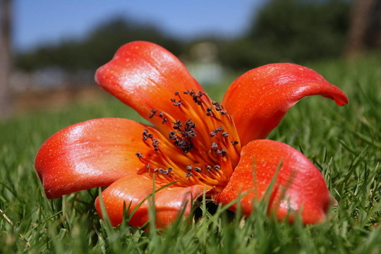 花