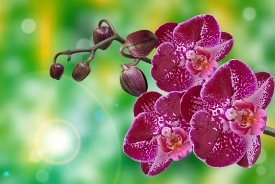 蘭花花的特寫