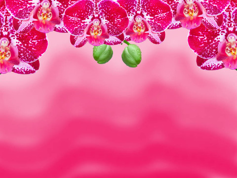 蘭花花的特寫