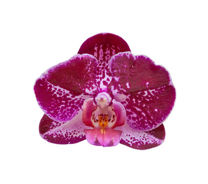 蘭花